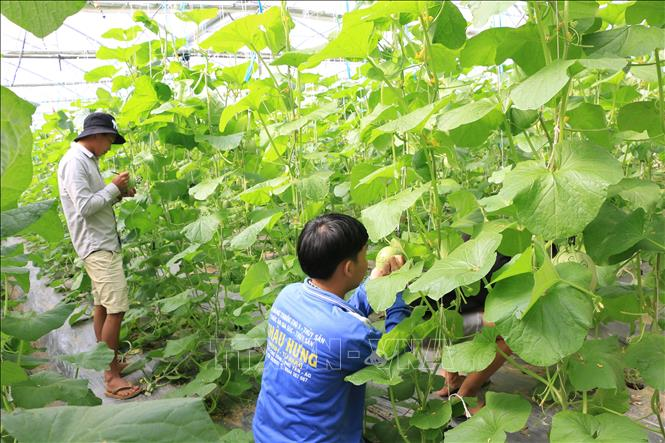 Hỏi-Đáp pháp luật: Mục đích sử dụng vốn và lãi suất cho vay của chính sách tín dụng ưu đãi hỗ trợ phát triển sản xuất theo chuỗi giá trị